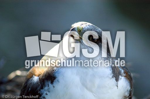 Rotrückenbussard (7 von 19).jpg